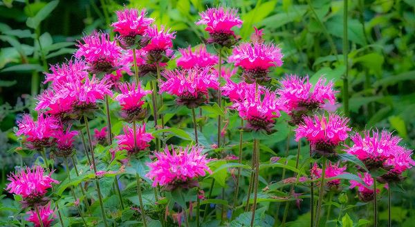 Gulin, Sylvia 아티스트의 USA-Washington State-Sammamish and our garden with pink Bee Balm작품입니다.